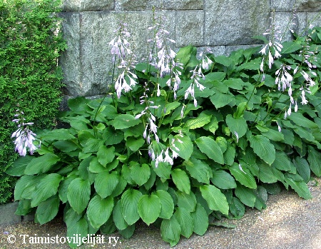  Hosta undulata Erromena